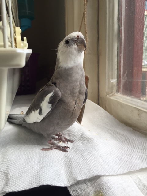 Happiness is....when your mommy stops playing with your small shelled sister to snap pic after pic of feathery cuteness!