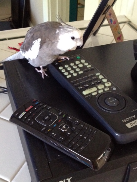 My mommy sure must love me - she is letting me man this large black device with the chewy keys (and everyone knows whoever mans this device is the flock Alpha for sure!)