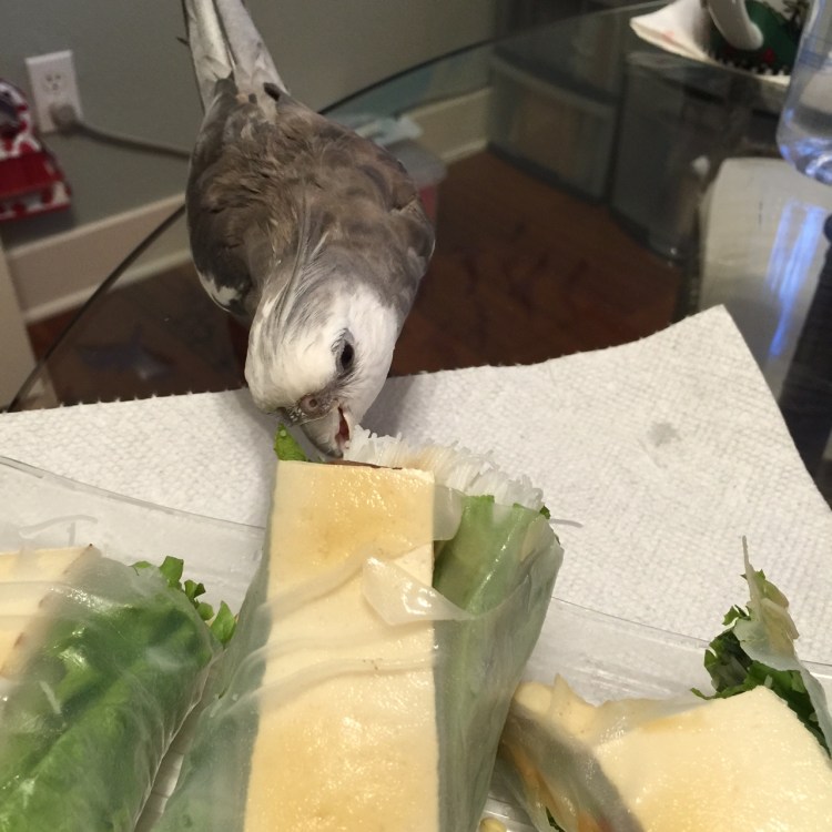 I know my mommy really loves me - she always arranges my portion of rice noodles right at "beak-side level" so I can easily eat my fill.