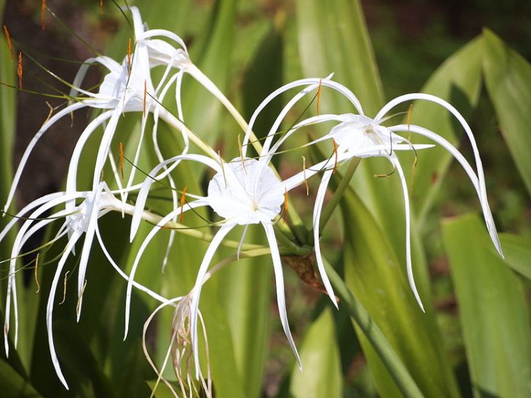 A spider lily shows off profuse refined white blooms (with its sturdy green leaves standing at the ready for backup). (image courtesy of Wikipedia)