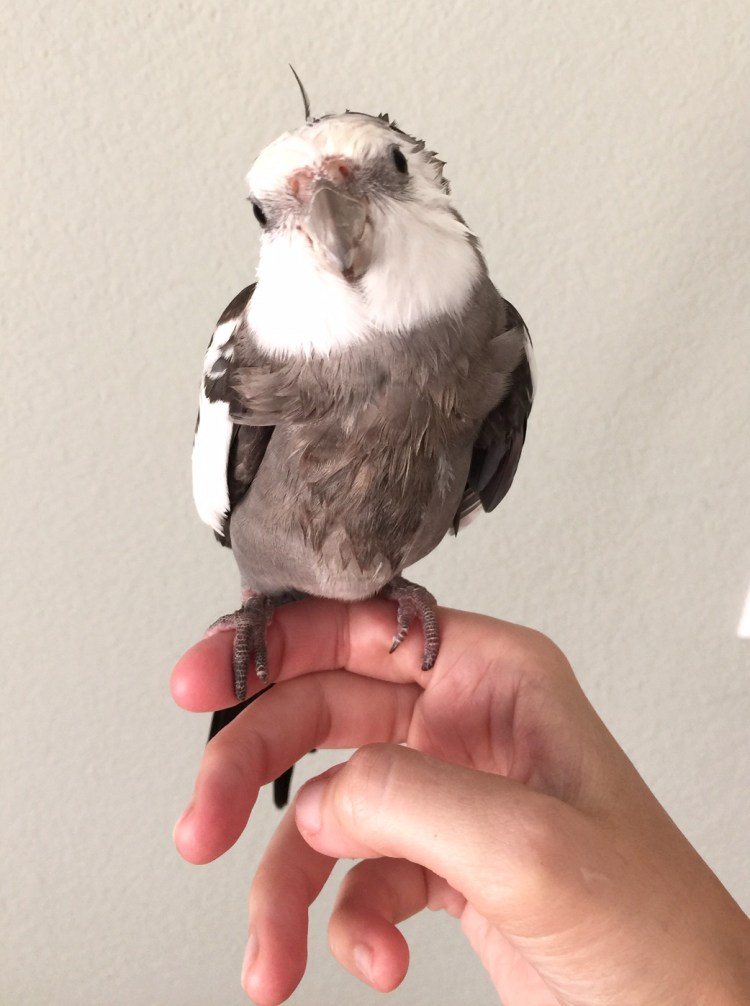 Here, notice how the model effortlessly evokes the beauty of mythological nymphs even while perched on his large featherless assistant.