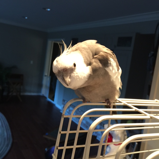 The suspect steals waffles? 