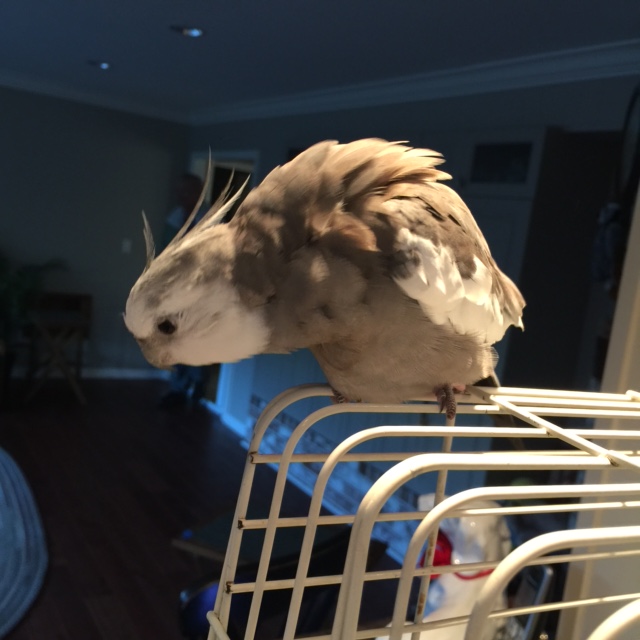 Well, yes, Mom - you are correct - according to my rider it does stipulate a "waffle break" right now....