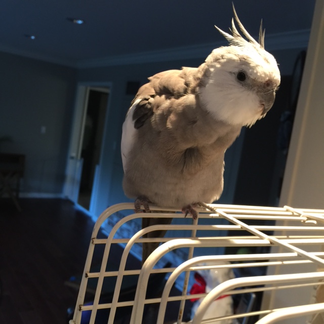 Well look - I can help you, but first we'll need to have a look at my "tech rider."