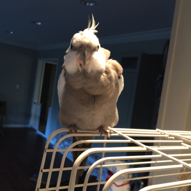 You want my help with a "Cagetop Q&A?"