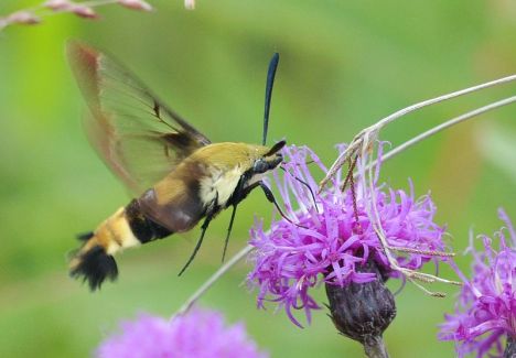 A hawk moth multi-tasks as it simultaneously sips nectar and pretends to be a bumblebee (image courtesy of flickr/wikimedia commons).