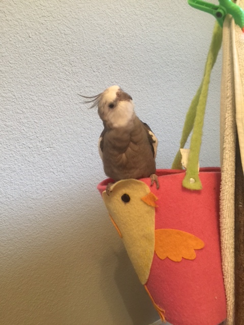 Pearl. Showcasing one of several comfy and secure nesting sites here at Casa Feathers n Beak.