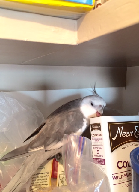 Happiness is....when the Small Chef lets you nest in her spaghetti and conduct "quality checks" of every item in her pantry.