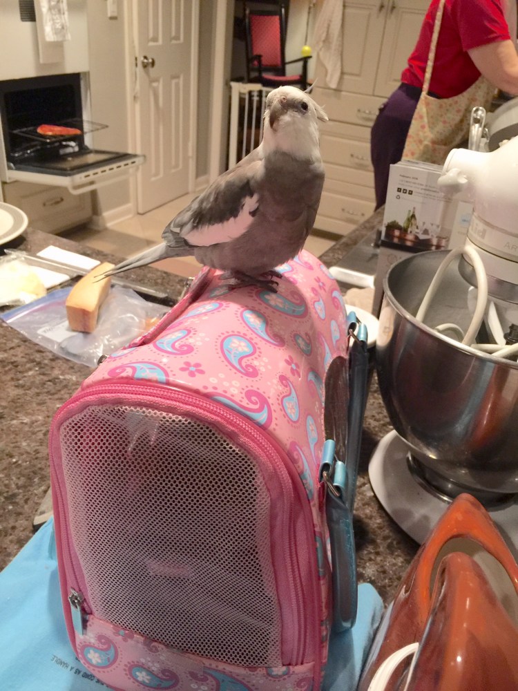 Happiness is....when you are still out and "free range" and your little shelled sister is already sequestered in her carrier!