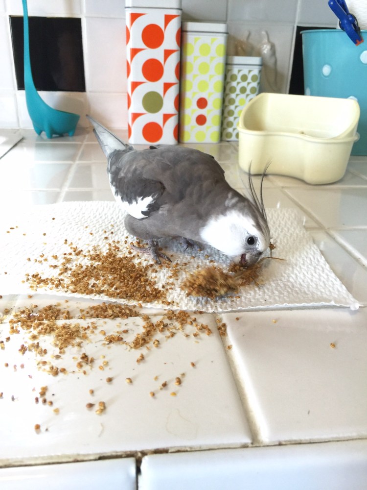 I can tell my mommy really loves me because she gives me millet and then encourages me to scatter it all across her clean counter!