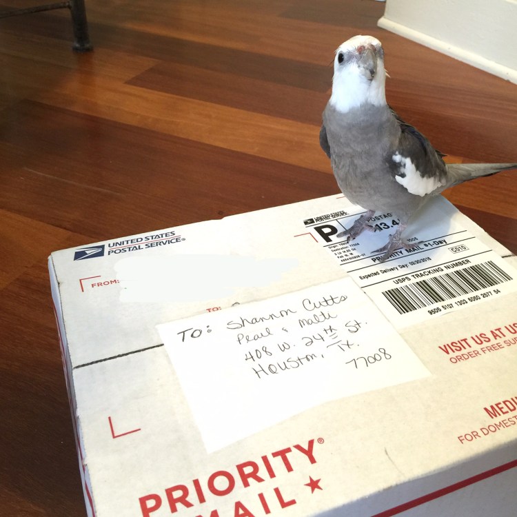 Happiness is....when your VIP fan sends you "priority mail" and it's all for you (you are sure the name "Malti" on the shipping label is just a courtesy).