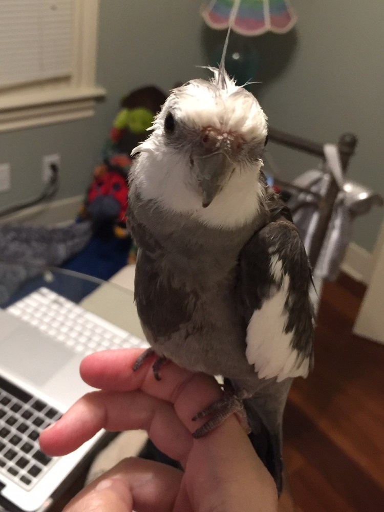 Pearl. Not posing while looking very cute.