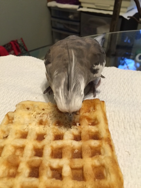 Step Three: Do a firm and clear beak-plant into the item to demonstrate your enjoyment.