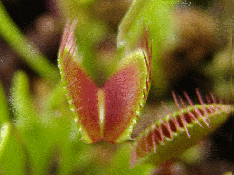 A Venus Flytrap demonstrates how it lures and catches its lunch.