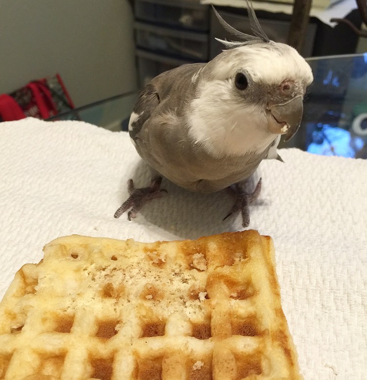 Happiness is....a warm toasted waffle and somebody to share it with (or at least admire how cute you look while you eat it!)