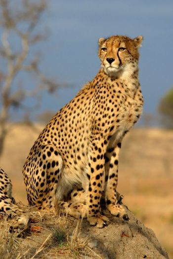 A cheetah, looking very ferocious and fierce (image courtesy of Wikipedia).