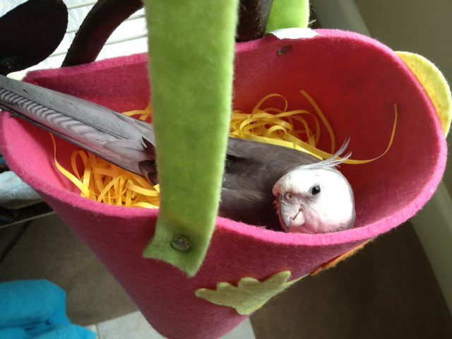 Showcasing another classic nest - one of many posh and comfy egg-friendly abodes here at Casa Feathers n Beak.