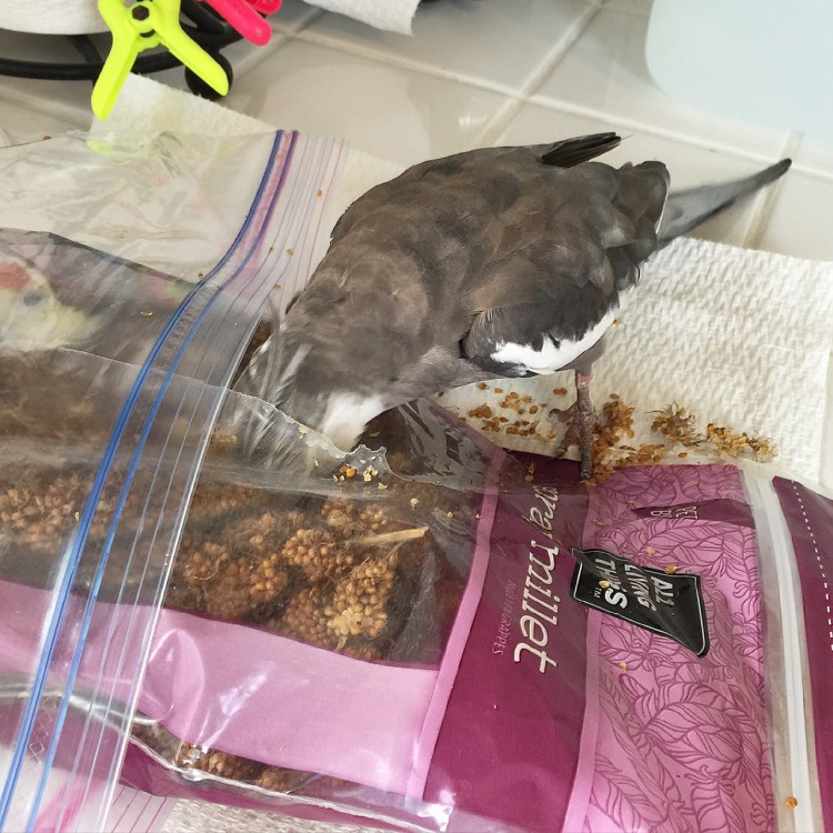 Happiness is.... when the all-you-can-eat millet buffet opens up early (and stays open late) just for you!