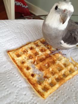 Pearl - demonstrating how to use "cuteness" to make sure his featherless waitress knows which menu items he prefers.