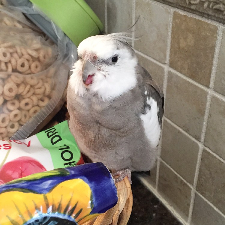Happiness is....when you are so very tired and your whole flock stays nearby to watch for predators (and paparazzi) so you can nap in peace.