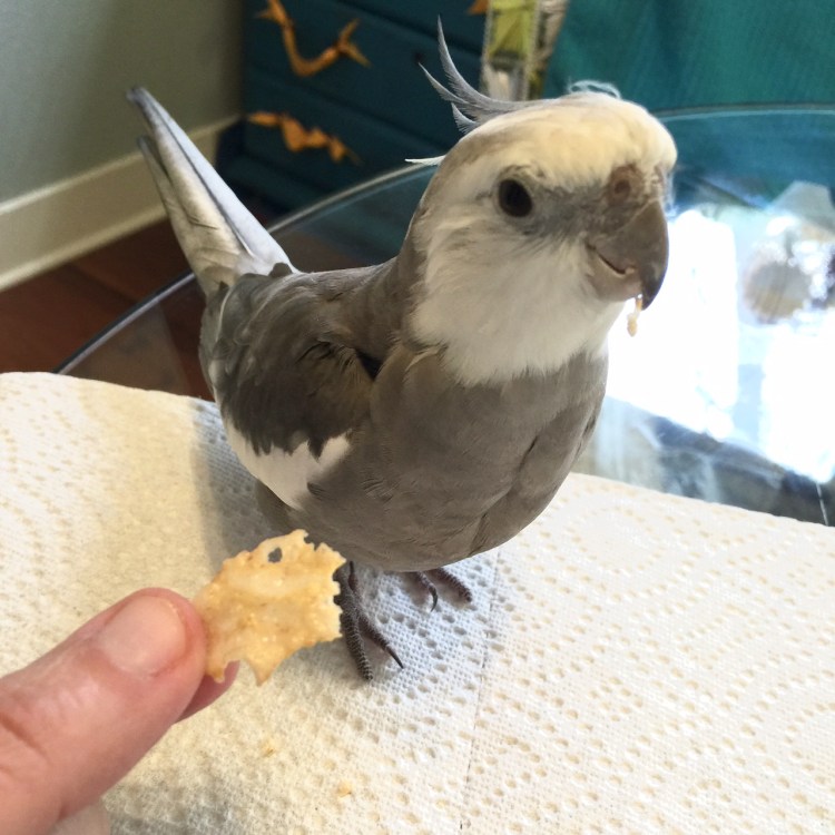 Pearl. Eating his breakfast (while looking quite dapper).