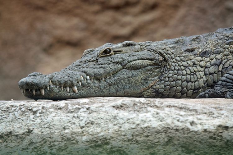 A basking crocodile enjoys the sun while waiting for lunch to be served.