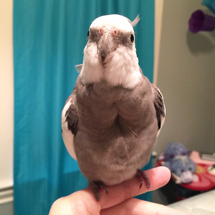 Happiness is... when you look so pretty and fluffy and feathery that your mommy just has to stop what she is doing, run to grab the small rectangular flashing device, and snap picture after fetching picture of you.