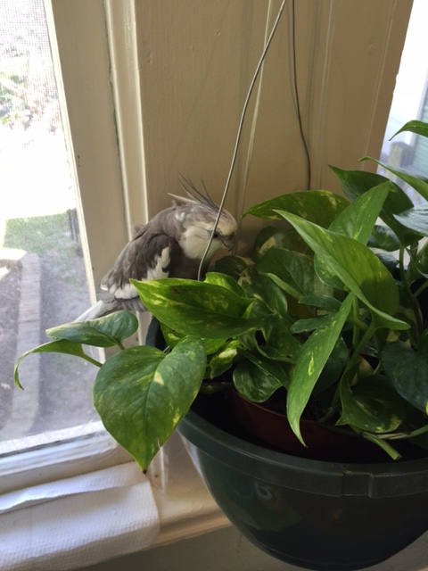 So we meet at last. I must say - you look extraordinarily healthy for one of my large featherless assistant's houseplants.