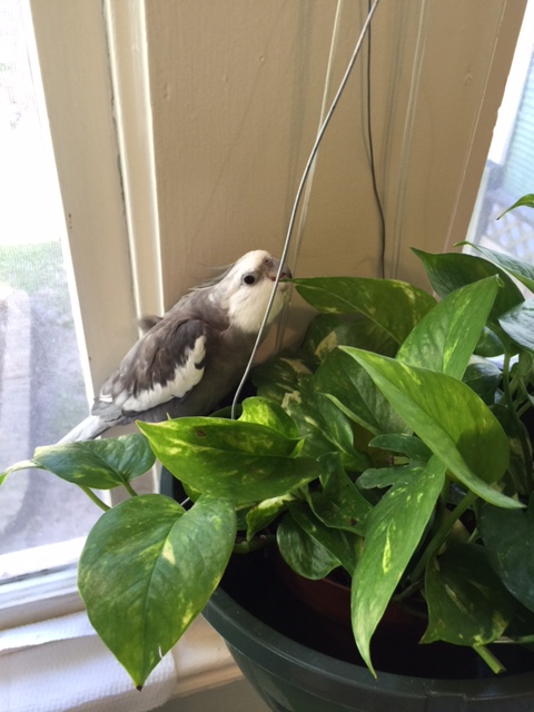 You weren't kidding - "a fine, delicate flavor" is exactly what you have here.