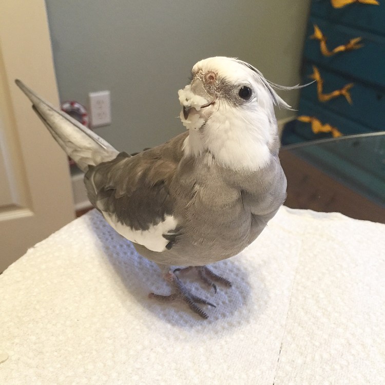 When you really love somebody, you run to grab the small rectangular flashing device to document their "farthest mashed potato fling" yet!