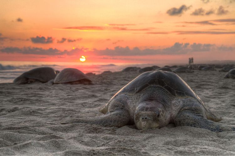 A lovely soft grey Olive Ridley sea turtle in the process of making her eggs.