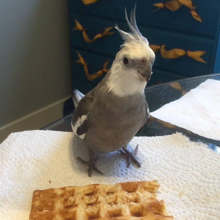 Pearl. Posing by one of his personal Small Chef's organic, freshly toasted waffles.