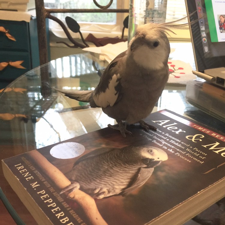 The literary expert (with feathers) reinforces how grey-and-white feathers is really the "it" look this season (and every season)!