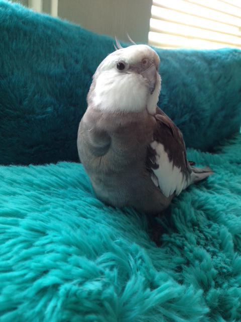 Pearl. Looking oh so happy (and quite full after a delicious waffle snack).