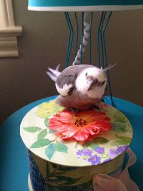 An innovative "covered nest" (just remove the flowery top to reveal the plush accommodations inside!)