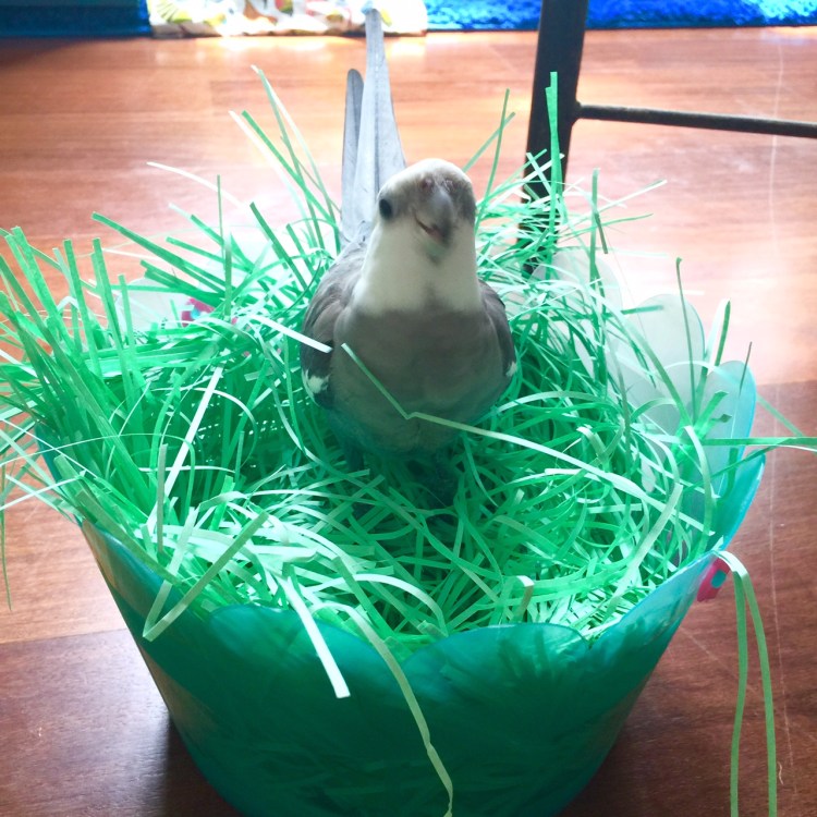 Pearl. Showing off the official Love & Feathers Nest for 2016.