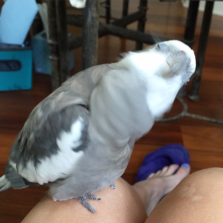 My mommy loves me so much - she thinks it is so cute when I shake my head after my nightly neck feathers session and scatter the feathers everywhere!