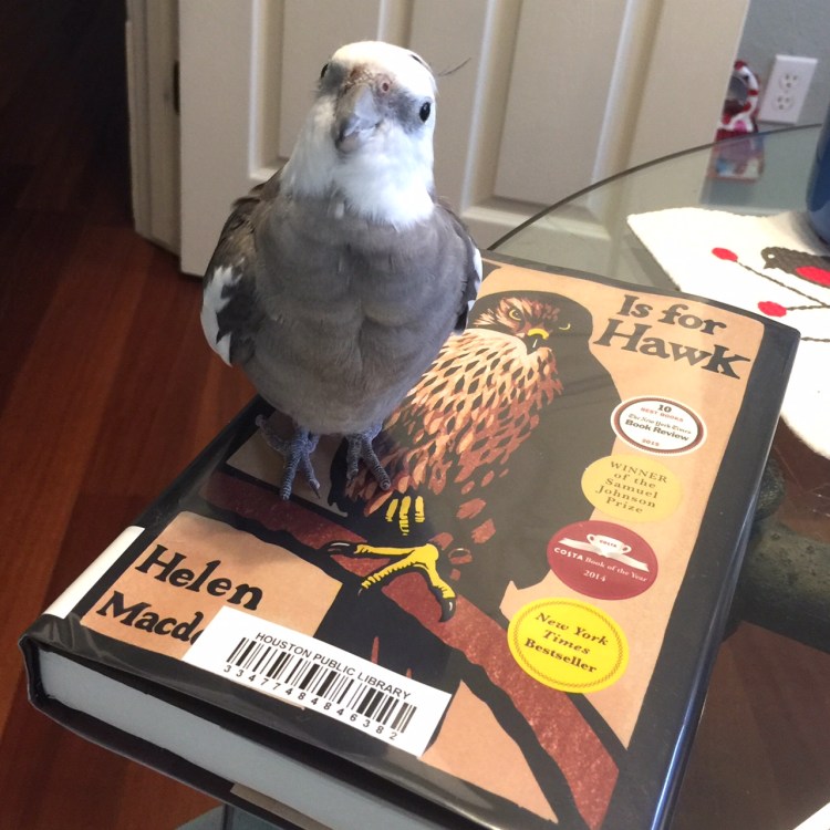 A certain feathery literature expert poses with (on) the "book o' the week."