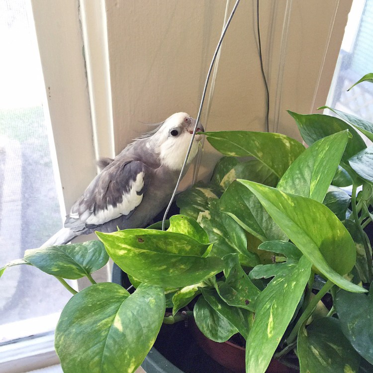 Pearl - enjoying a delicious green household delicacy.