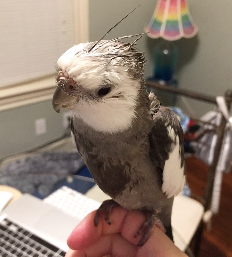 Here, notice how the model's crest feathers spike up and away from the neckline, like swords ready to do battle!