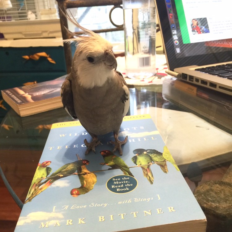 The literary expert (with feathers) demonstrates how cockatiels are still cuter than conures.