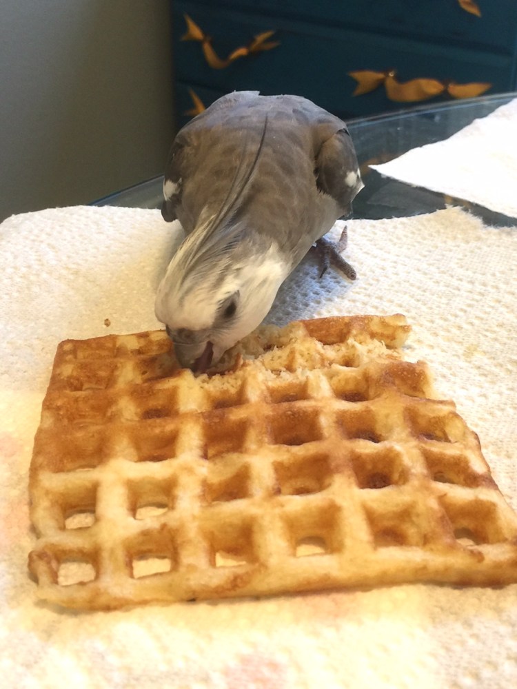 The Q&A Expert fortifies himself with the world's tastiest delicacy, the "waffle."