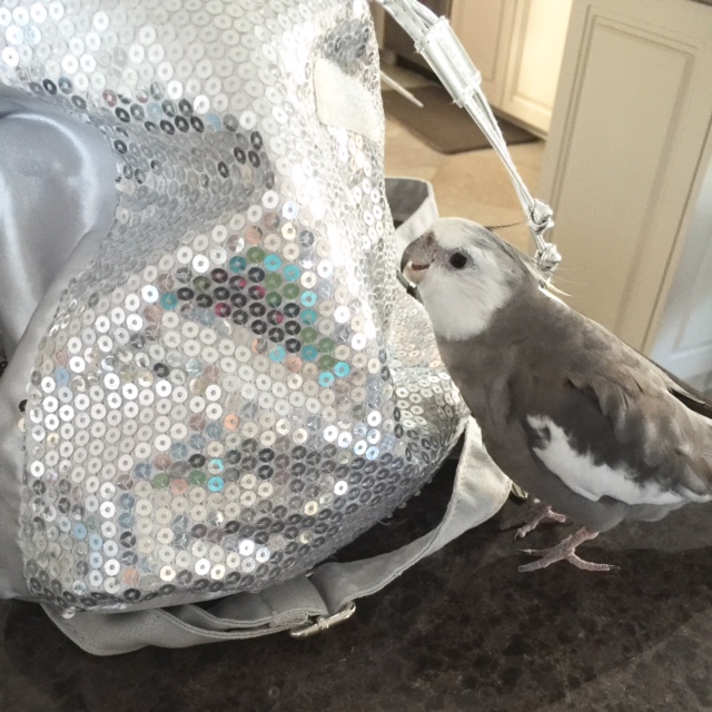 You can choose the easy way or....(here, the Inspector pauses to open his sharp curved beak slightly) the hard way....