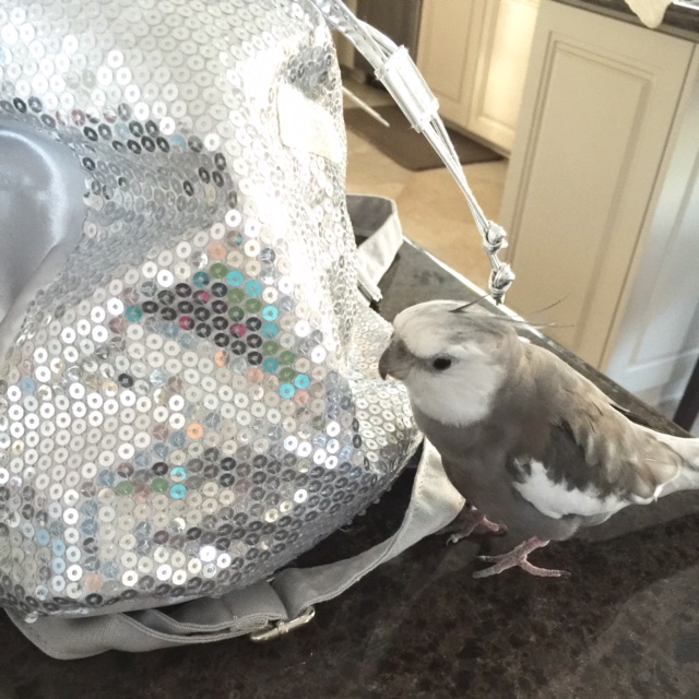 Hey, "Whose bag is this?" Yes, you - the one with all the shine. I asked you a question!