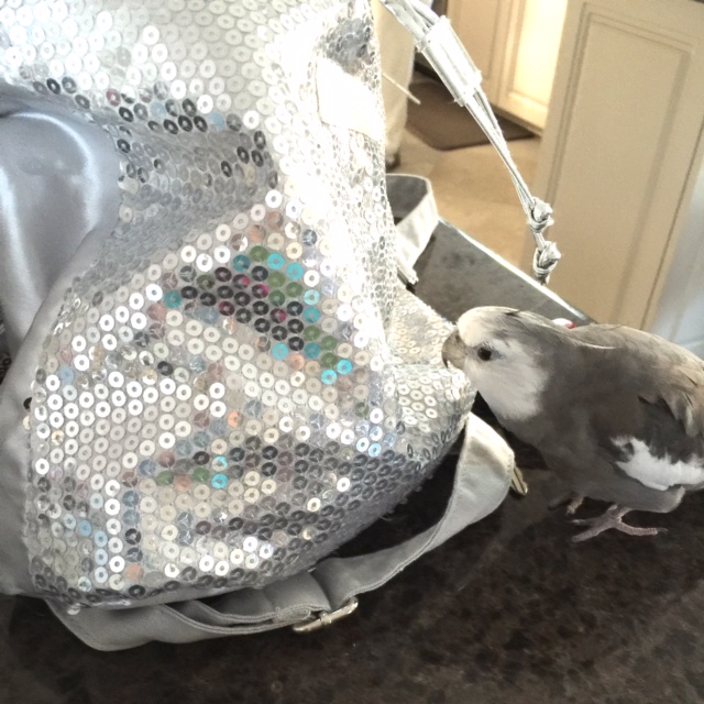 Hmmm. This item looks very shiny. And suspicious. And shiny. 