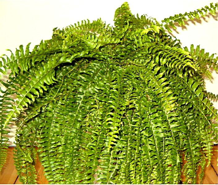 A Sword Fern, effortlessly marrying tender green-ness with ferocious wild-ness.