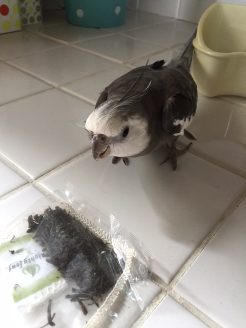 Why do I ask? Well, does that look like "parrot breakfast" to you?