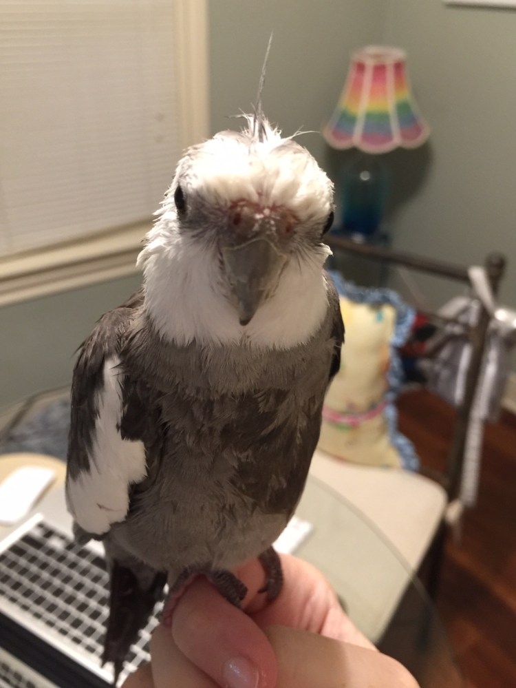 You will note the smooth ethereal quality of the slicked-back crest feathers as they slide up and away from the neckline.