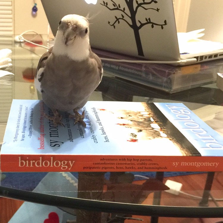 An expert feathery member of the literati posing "with book."