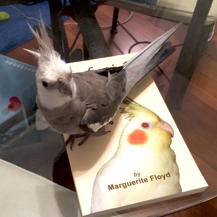The (single and seeking) book reviewer and feathers finds a wonderful read in "Cockatiel Lessons!"